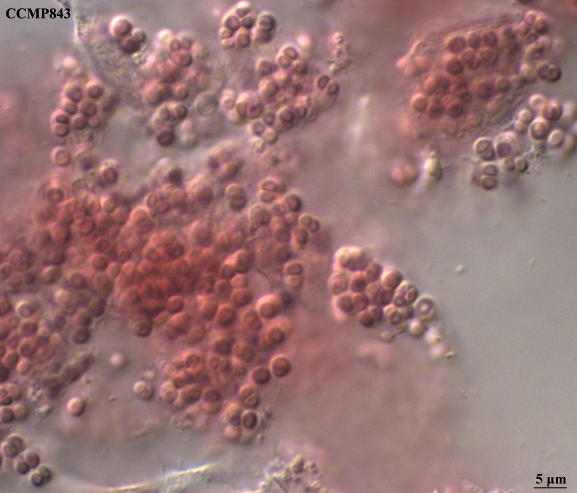 CCMP843 | NCMA at Bigelow Laboratory